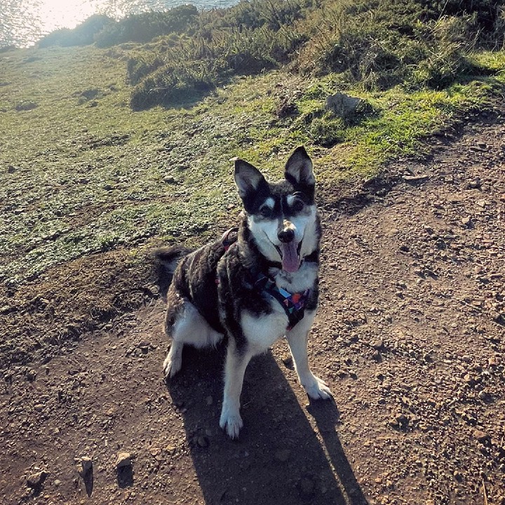 picture of a happy dog called Suki